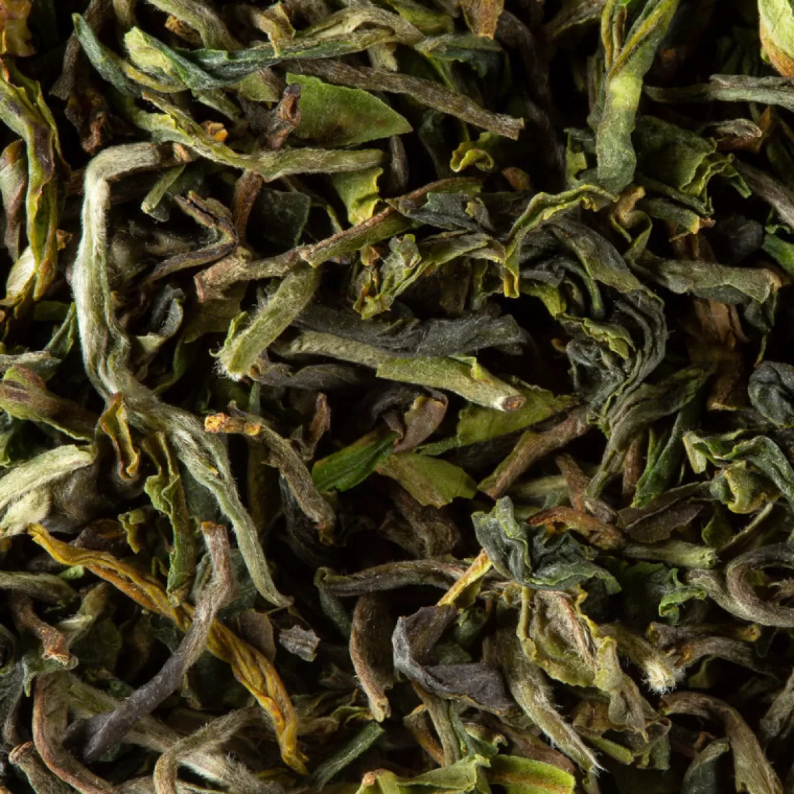 Tè Nero<DAMMANN Frères Darjeeling 1st flush GOPALDHARA F.T.G.F.O.P. Grand Cru